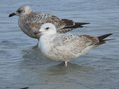 Larus argentatus smithsonianus