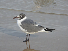 Leucophaeus atricilla