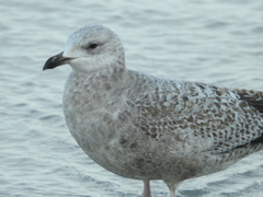 Larus argentatus smithsonianus