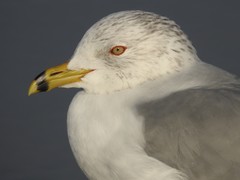 Larus delawarensis