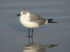 Leucophaeus atricilla