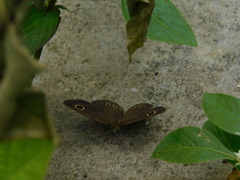 Ypthima philomela