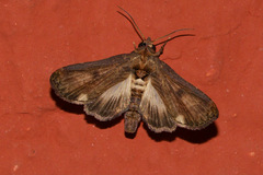Anigraea albomaculata