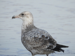 Larus argentatus smithsonianus