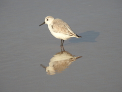 Calidris alba