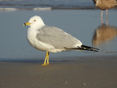 Larus delawarensis