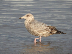 Larus argentatus smithsonianus