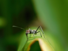 Camponotus singularis singularis