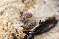 Armadillidium klugii
