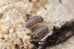 Armadillidium klugii