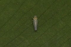 Cicadellidae