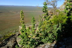 Urtica lobulata