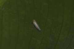 Cicadellidae