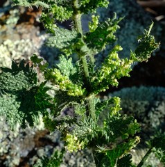 Urtica lobulata