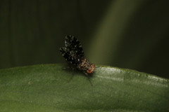Acalyptratae