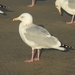 American Herring Gull - Photo (c) JeffreyGammon, some rights reserved (CC BY-NC), uploaded by JeffreyGammon