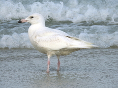 Larus hyperboreus