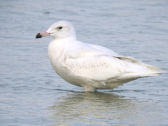 Larus hyperboreus