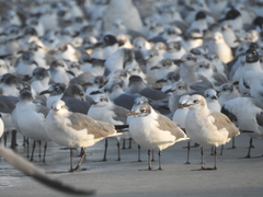 Leucophaeus atricilla