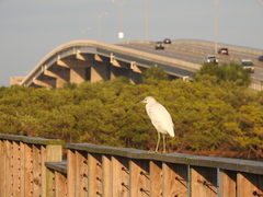 Egretta caerulea