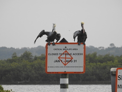 Pelecanus occidentalis