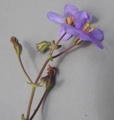 Chaenostoma floribundum