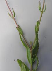 Chaenostoma floribundum