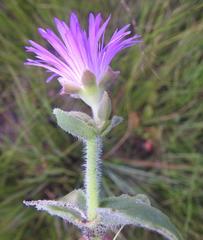 Delosperma sutherlandii