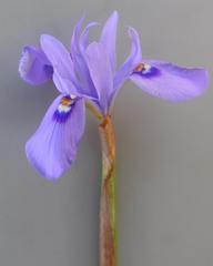 Moraea natalensis