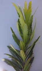 Morella microbracteata