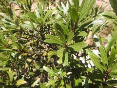 Morella microbracteata