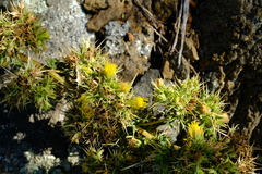 Berkheya onobromoides