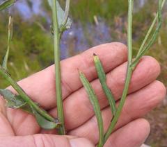 Senecio gerrardii
