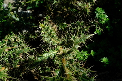 Berkheya onobromoides