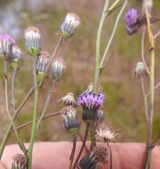 Senecio gerrardii