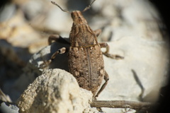 Leucophyes pedestris