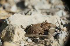 Leucophyes pedestris