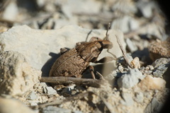 Leucophyes pedestris