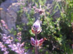 Syncolostemon albiflorus