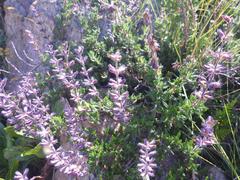 Syncolostemon albiflorus