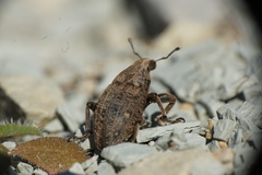 Leucophyes pedestris
