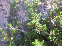 Syncolostemon albiflorus