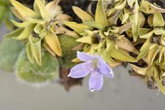 Wahlenbergia squamifolia