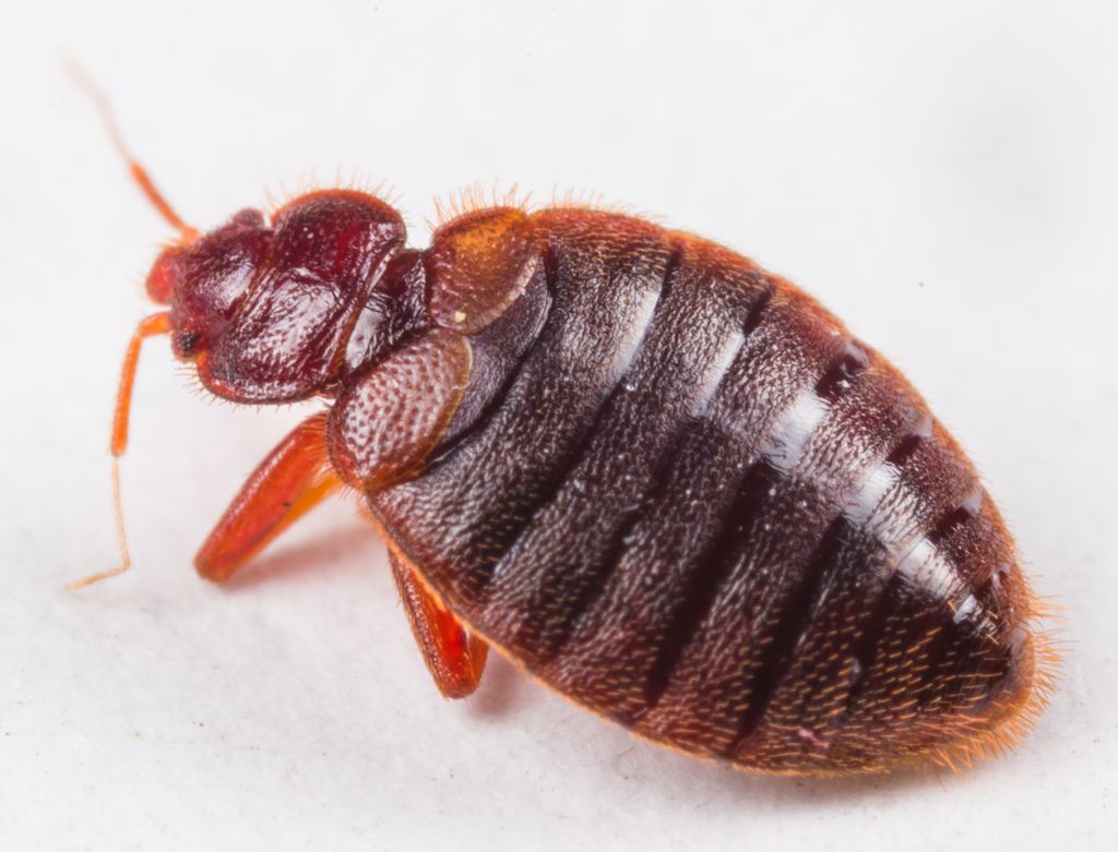 Common Bed Bug