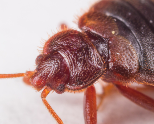 Tropical Bed Bug photo 4