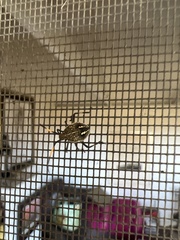 Poecilometis strigatus