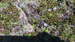 Wahlenbergia saxicola