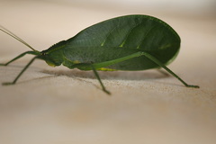 Chloracantha hilleri