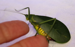 Chloracantha hilleri