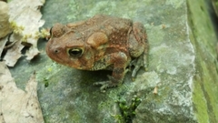 Anaxyrus americanus charlesmithi